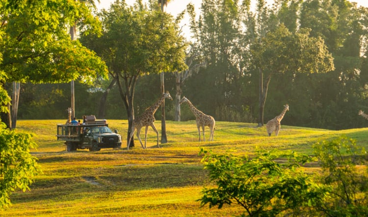 Serengeti Safari at Busch Gardens Tampa Bay