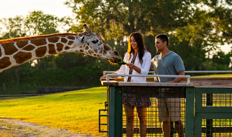 A couple feeding a giraffe during a Busch Gardens Safari