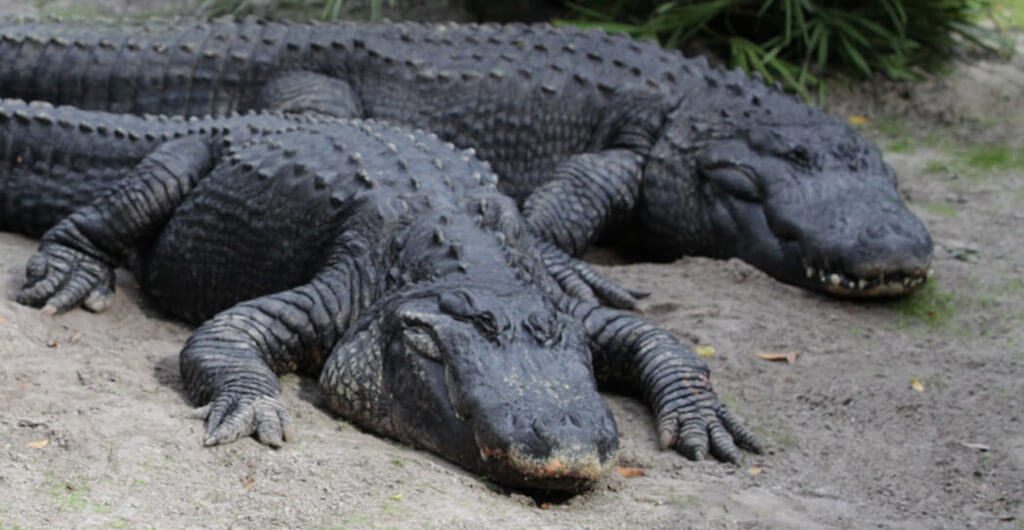 American Alligators at Busch Gardens Tampa Bay