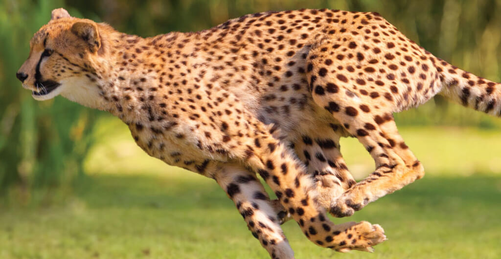 Cheetahs at Busch Gardens Tampa Bay