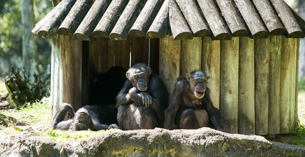 Chimpanzees at Busch Gardens Tampa Bay