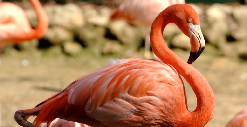 Flamingos at Busch Gardens Tampa Bay