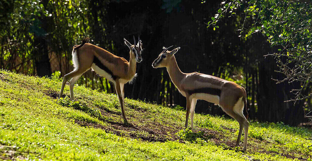 See the Gazelle at Busch Gardens Tampa Bay