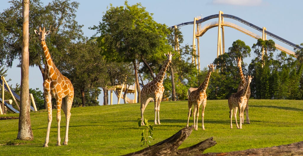 See the Giraffe at Busch Gardens Tampa Bay