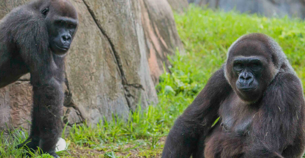 Gorillas at Busch Gardens Tampa Bay