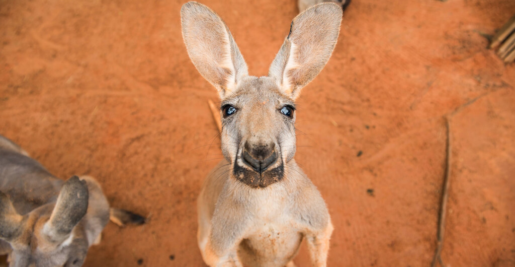 Kangaroos at Busch Gardens Tampa Bay
