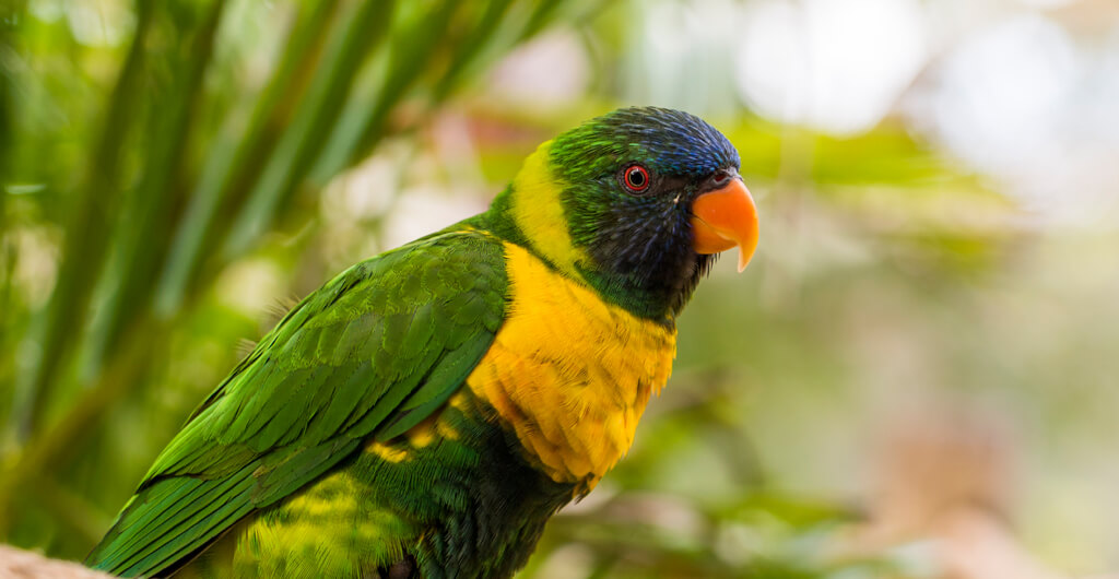 Lorikeets at Busch Gardens Tampa Bay