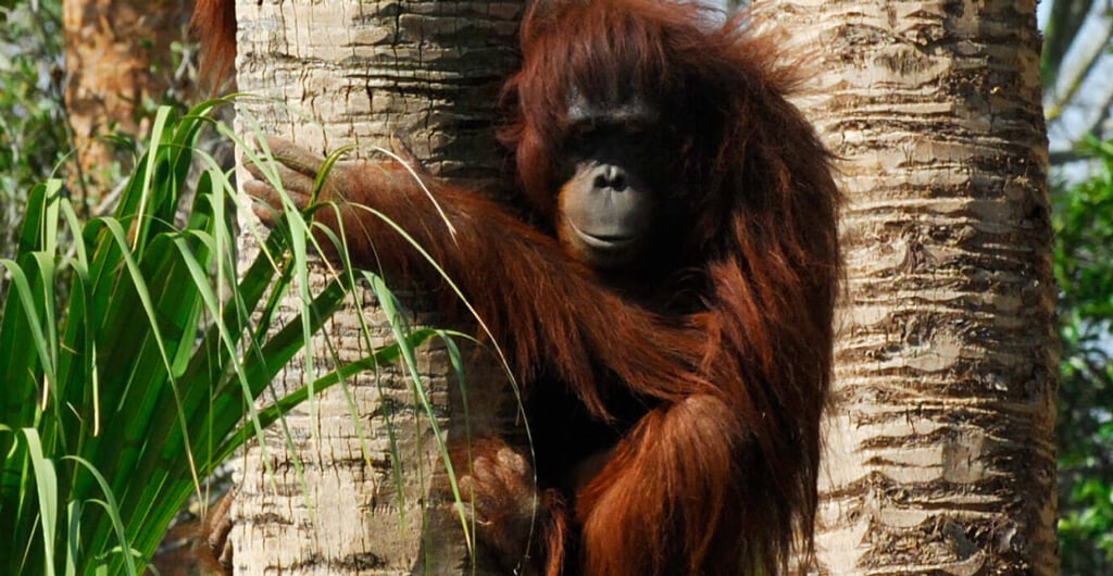 Bornean Orangutans at Busch Gardens Tampa Bay