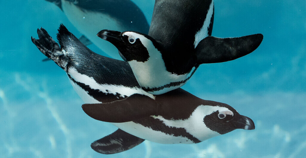 Penguins at Busch Gardens Tampa Bay