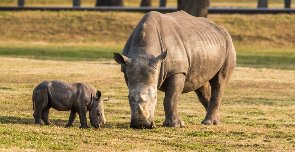 Rhinos at Busch Gardens Tampa Bay