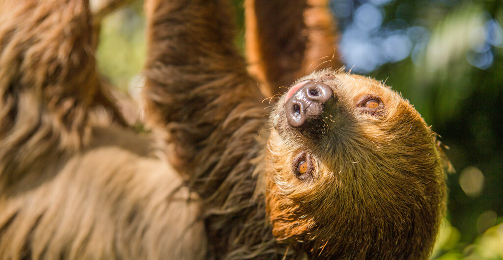 Sloths at Busch Gardens Tampa Bay