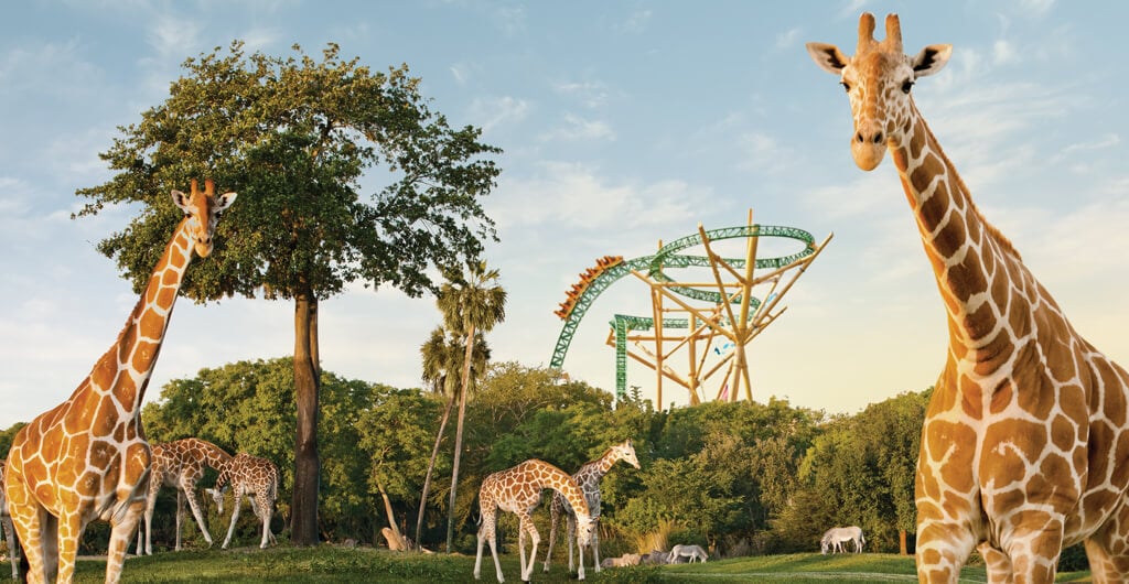 Two giraffes and a roller coaster at Busch Gardens Tampa Bay animal theme park, located in Florida