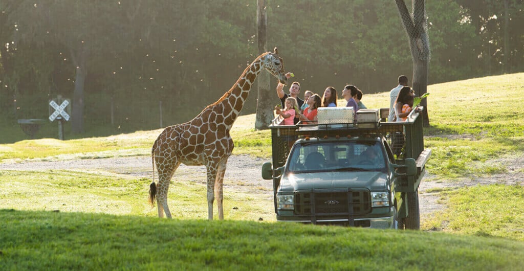 A group of people in a car feed a giraffe during an exotic animal tour at Busch Gardens Tampa Bay, located in Florida.