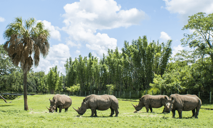 Rhino Featured Story