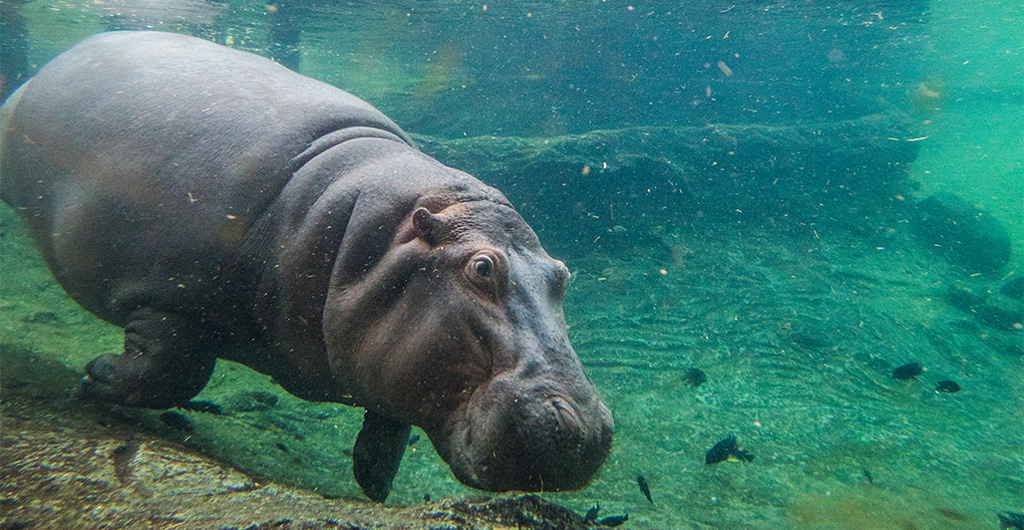 Hippo Tour at Busch Gardens Tampa Bay