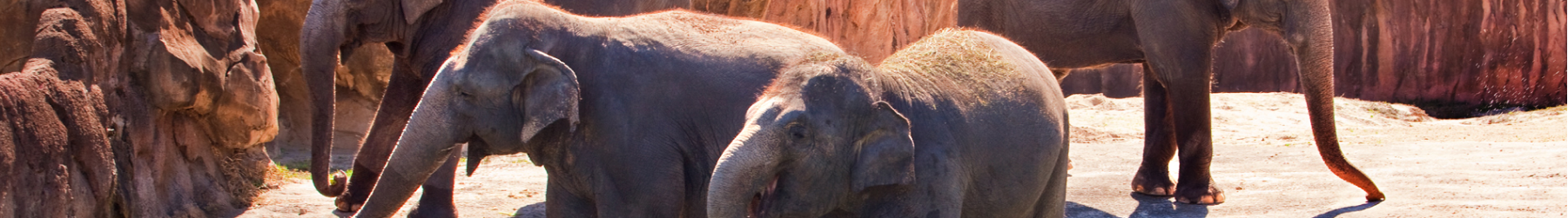 Elephant Insider Tour at Busch Gardens