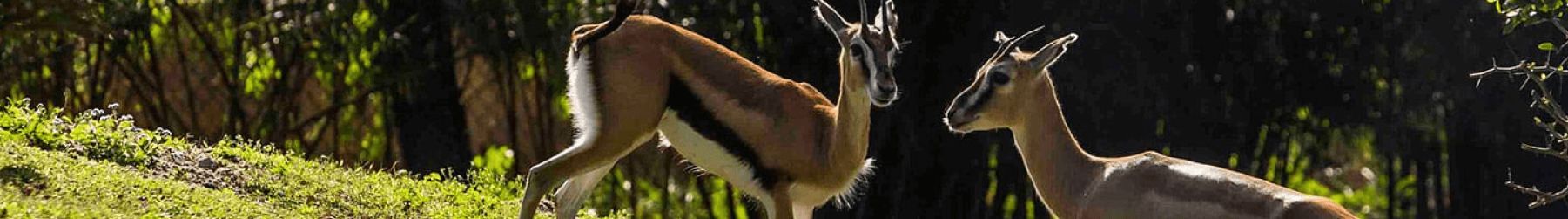See the Gazelle at Busch Gardens Tampa Bay