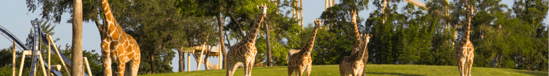 See the Giraffe at Busch Gardens Tampa Bay