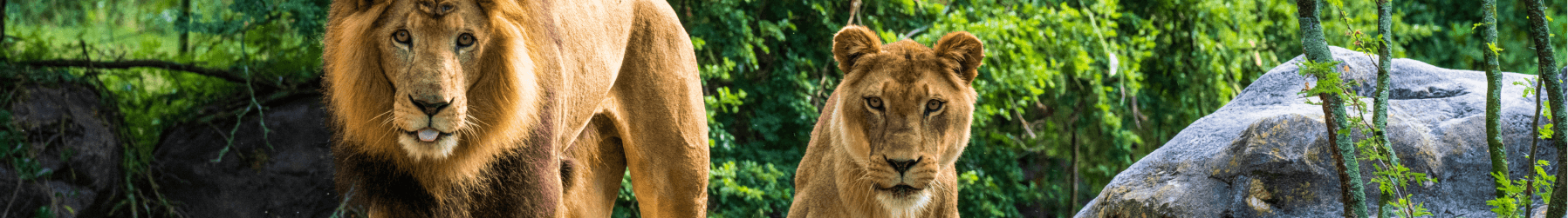 Lions at Busch Gardens Tampa Bay