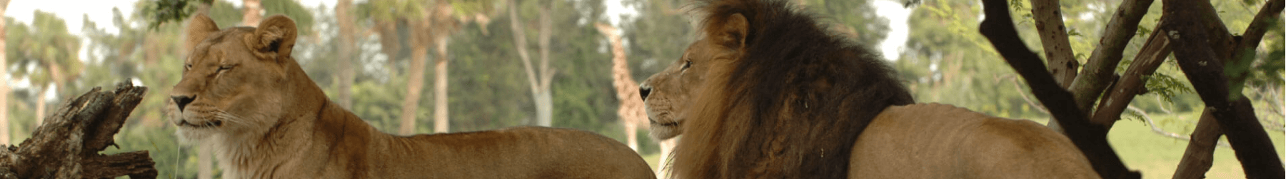A male and female lion outside at Busch Gardens Tampa Bay, located in Florida