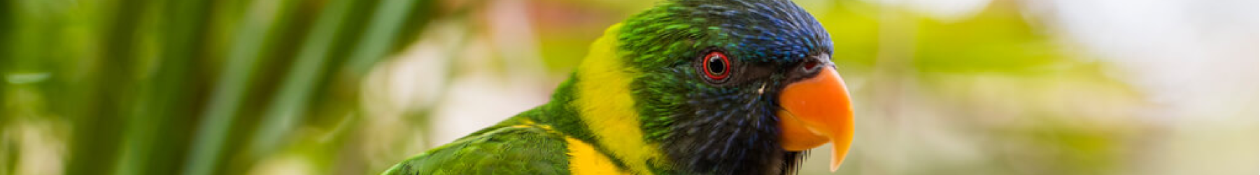 Lorikeets at Busch Gardens Tampa Bay