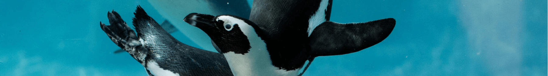 Penguins at Busch Gardens Tampa Bay