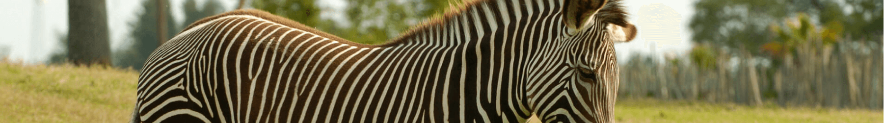 Grevy's Zebras at Busch Gardens Tampa Bay