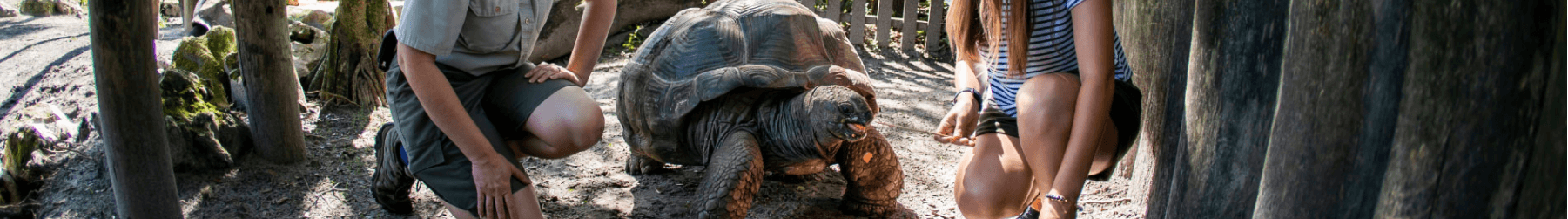 Aldabra Tortoise Insider Tour at Busch Gardens Tampa Bay