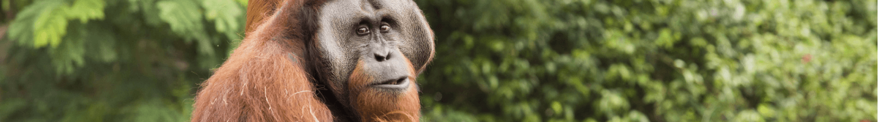 Orangutan Insider Tour