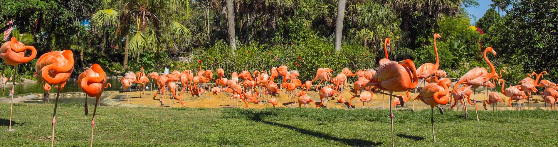 Flamingos and Other Birds at Busch Gardens Tampa Bay