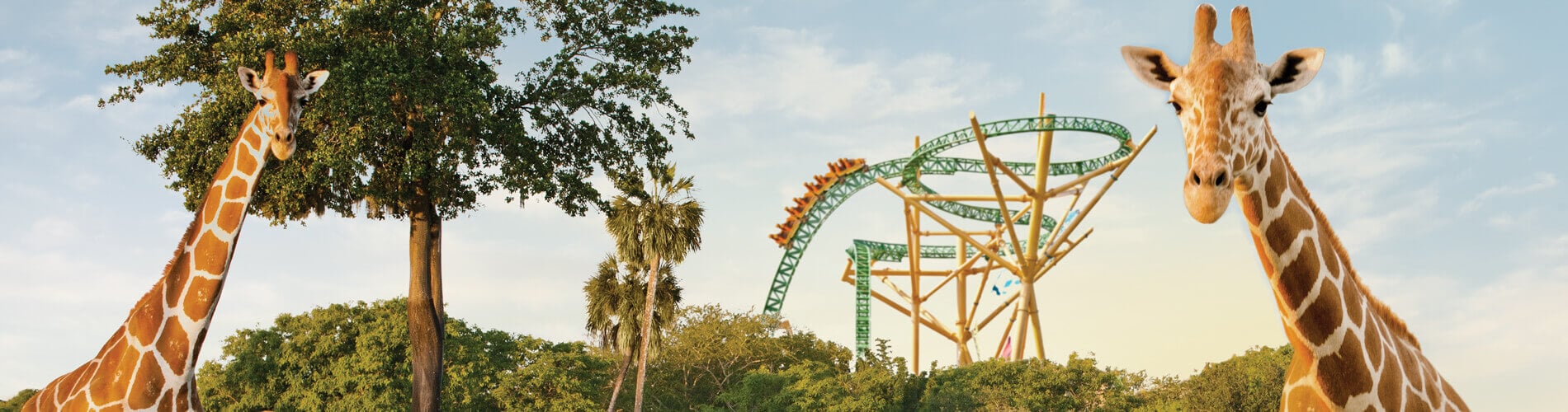 Two giraffes and a roller coaster at Busch Gardens Tampa Bay animal theme park, located in Florida