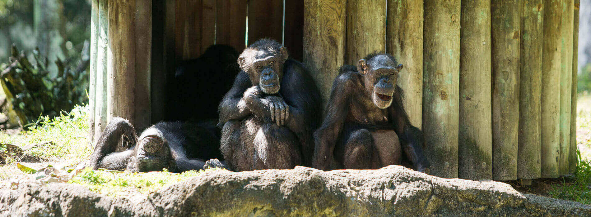 Chimpanzees at Busch Gardens Tampa Bay