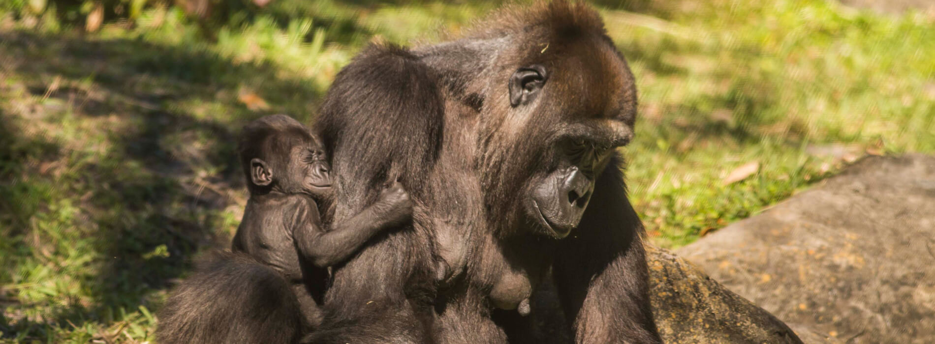 Gorillas at Busch Gardens Tampa Bay
