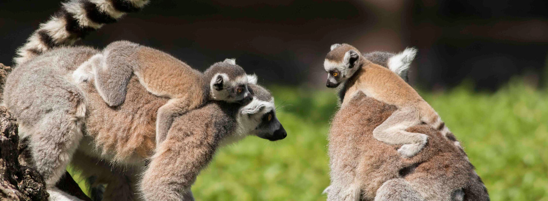 Ring-Tailed Lemurs at Busch Gardens Tampa Bay