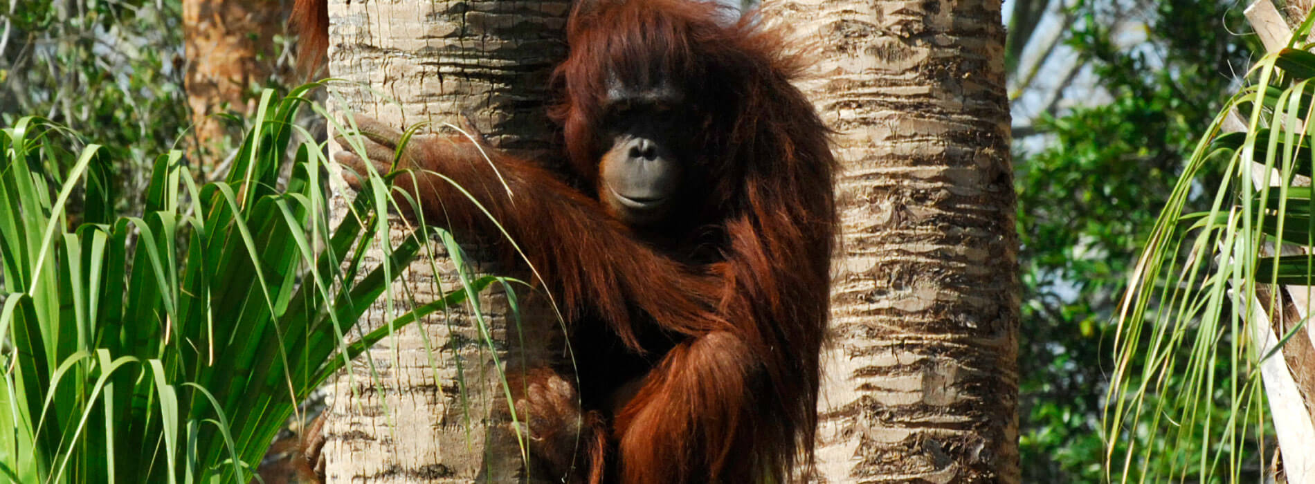 Bornean Orangutans at Busch Gardens Tampa Bay