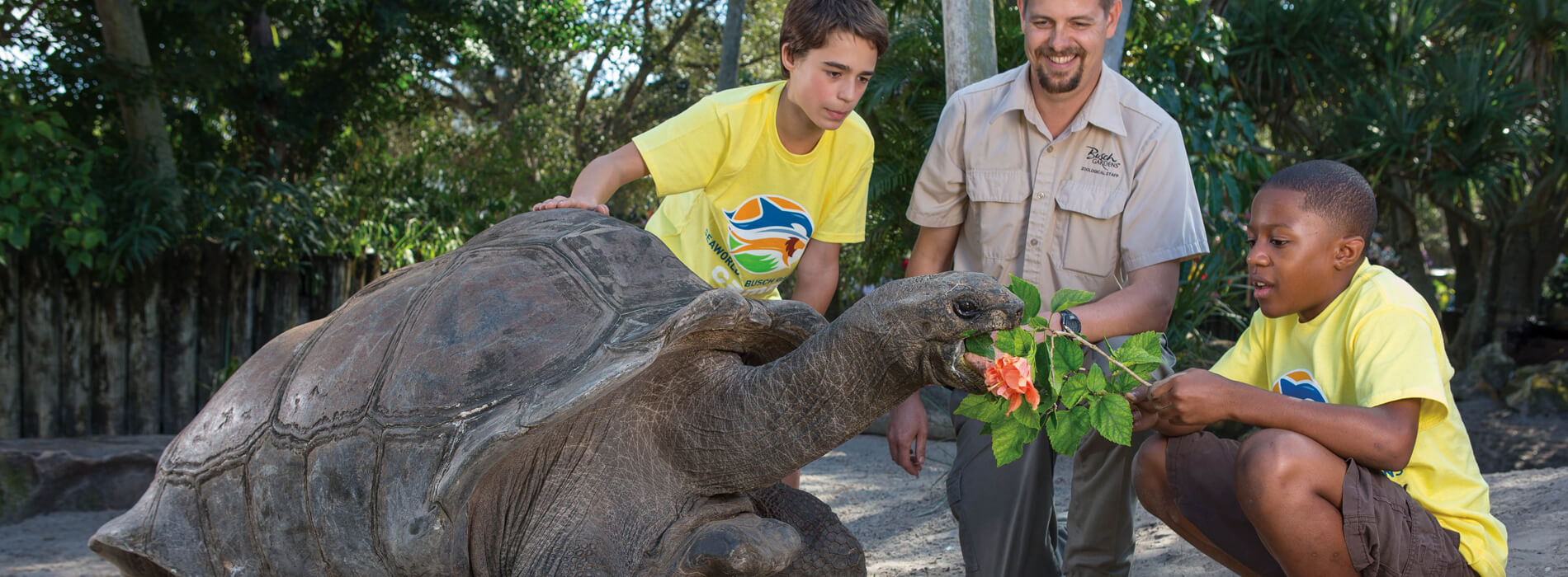 A male host wearing brown clothes and two boys wearing yellow t-shirts feed a large Aldabra tortoise plants at Busch Gardens Tampa Bay animal theme park, located in Florida
