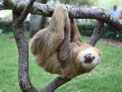 Get up close to sloths on the Sloth Insider Tour at Busch Gardens Tampa Bay