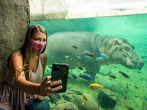 Hippo Insider at Busch Gardens Tampa Bay