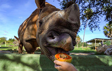 Rhino poop grows a papaya tree at Busch Gardens Tampa Bay