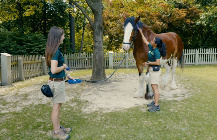 Clydesdale Horses at Busch Gardens Williamsburg