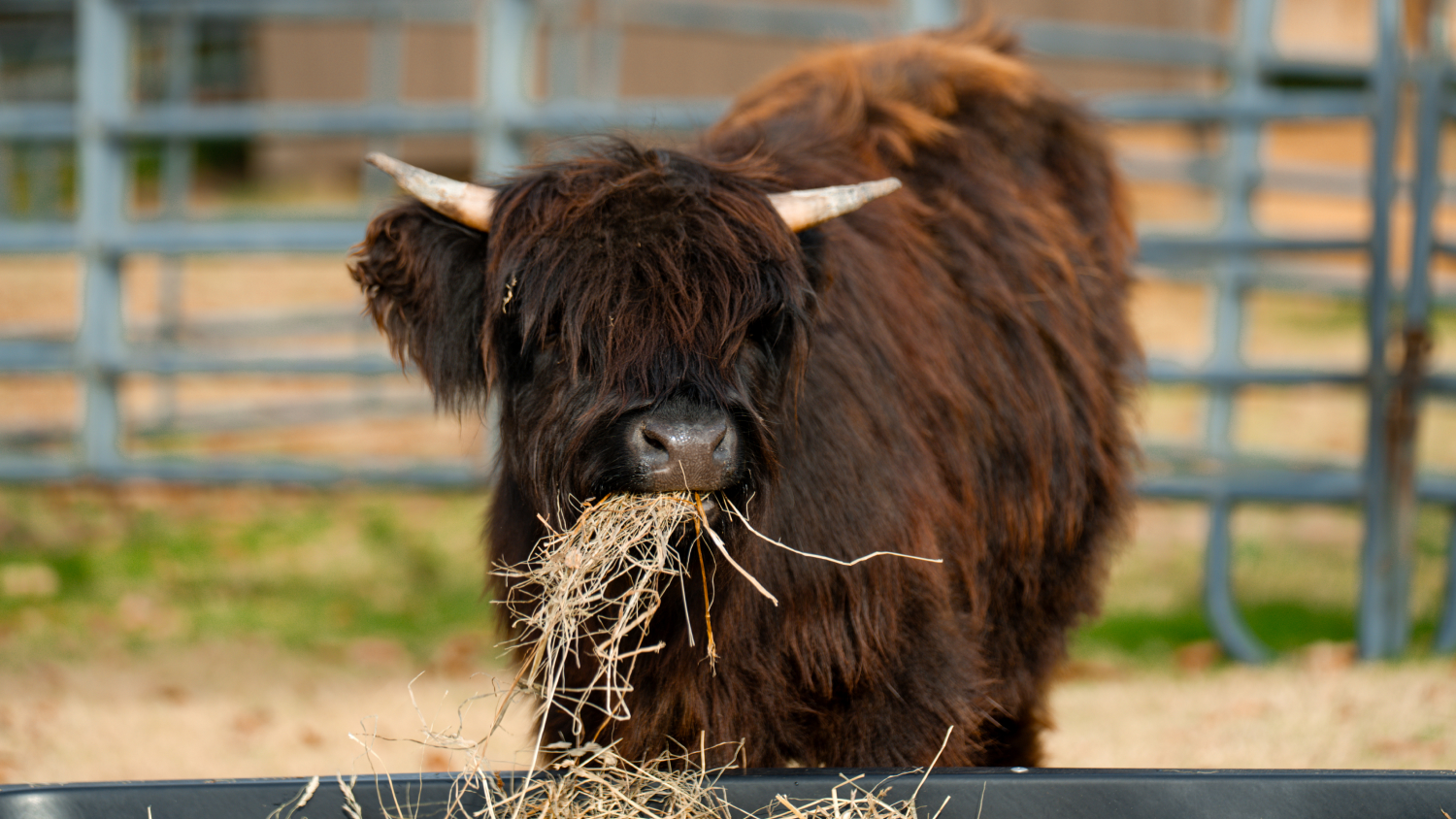 A Highland Cow