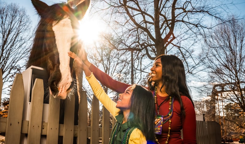 Clydes & Collies Tour