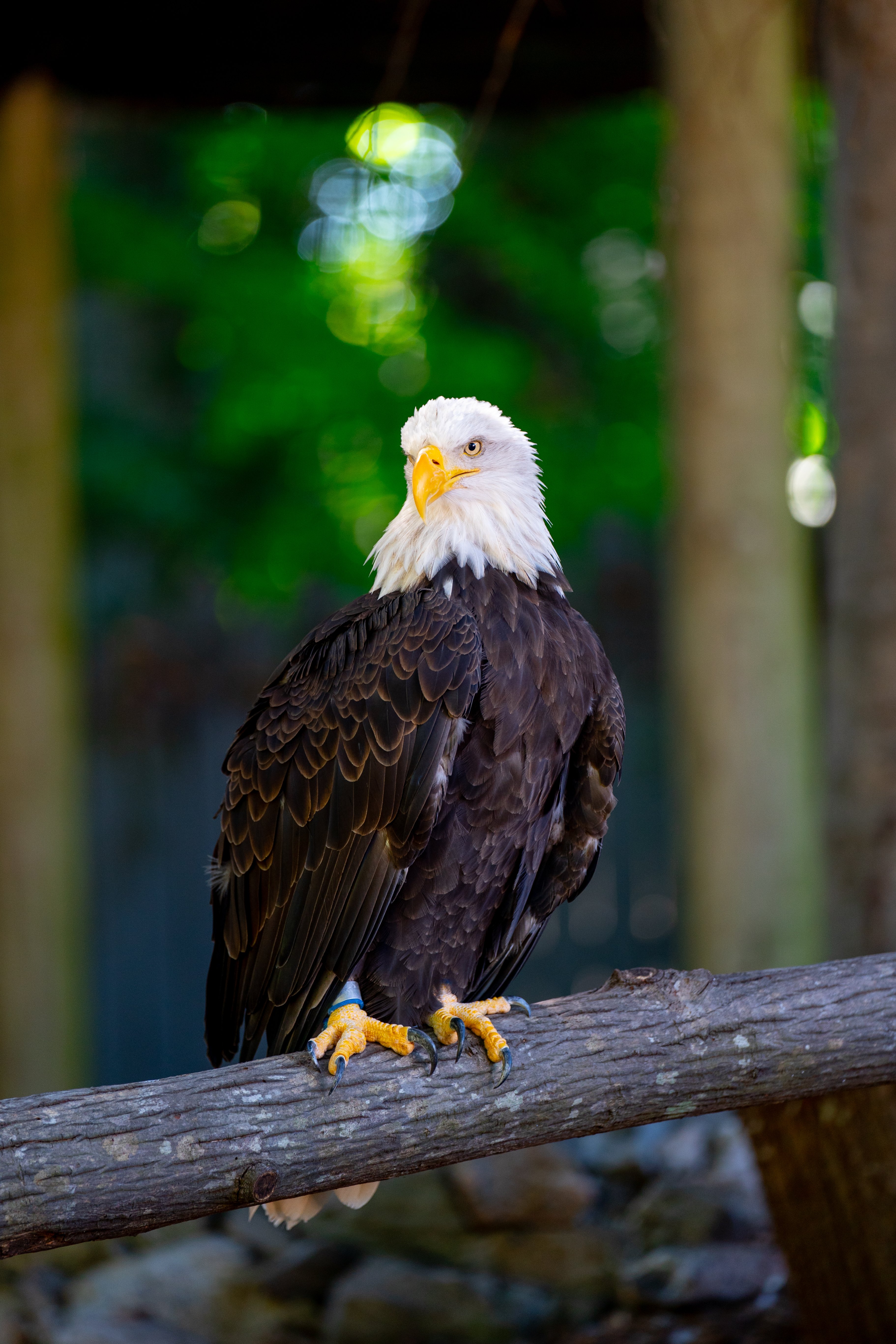 Eagle