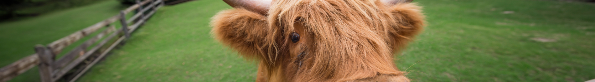 Highland Cow.