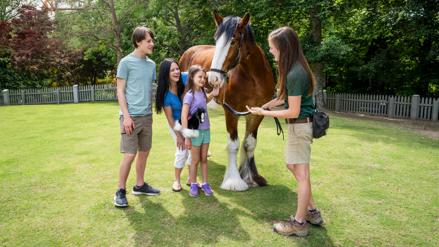 Clydesdale animal interaction at Busch Gardens Williamsburg