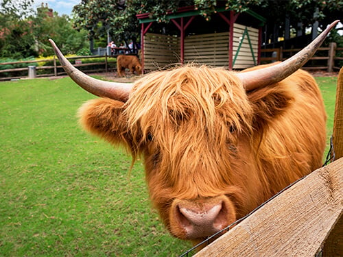 Busch Gardens Williamsburg Highland Cow Tour