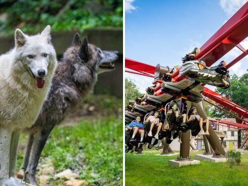 Busch Gardens Williamsburg Behind the Howl Tour