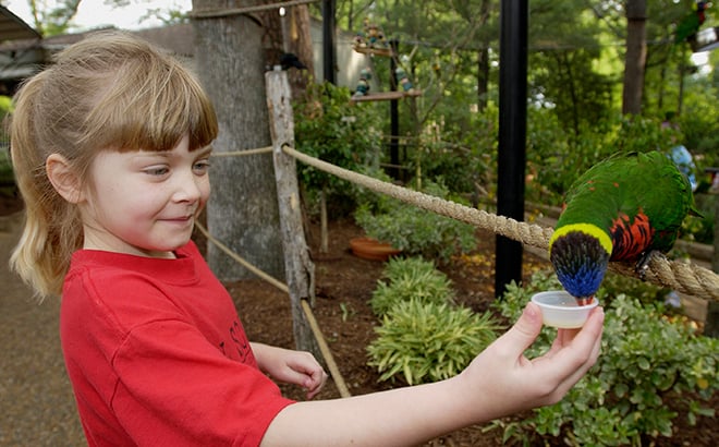 Take your time to explore and take in the natural beauty of Busch Gardens