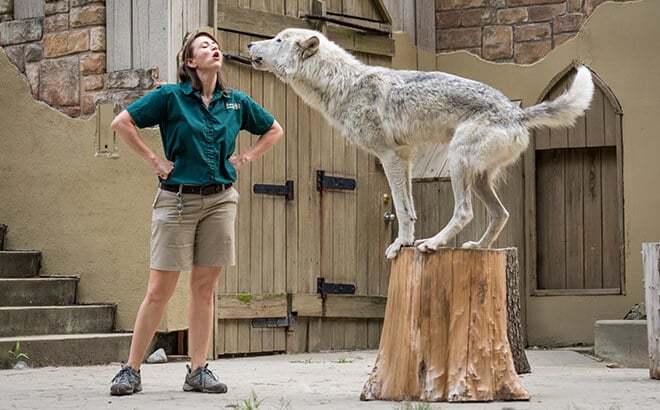 Howl to Coexist animal presenation at Busch Gardens