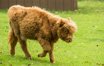 Meet Poppy at Busch Gardens Williamsburg